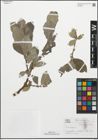 Foto von Salix lanata L.